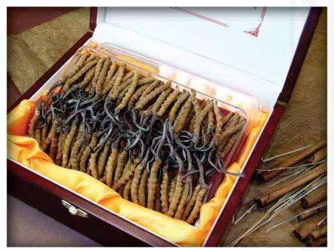 沙湖镇冬虫夏草回收